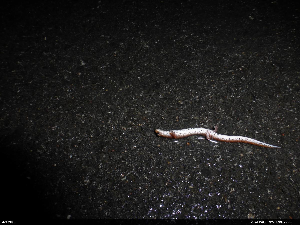 Four-toed Salamander
