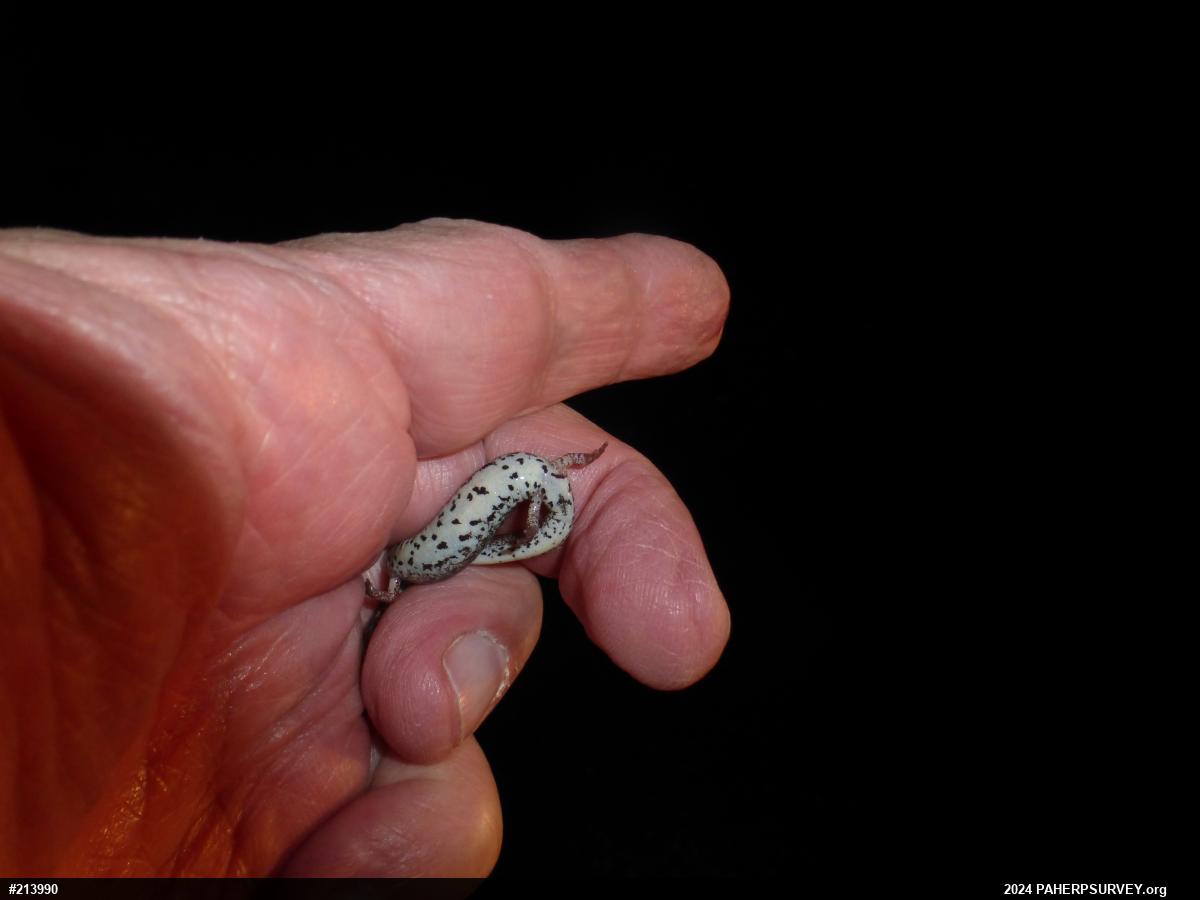 Four-toed Salamander