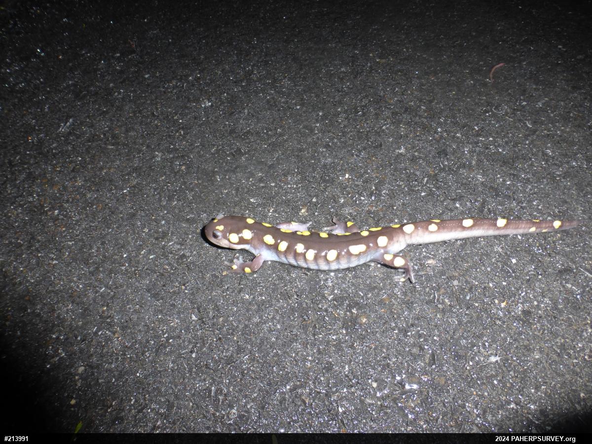 Spotted Salamander