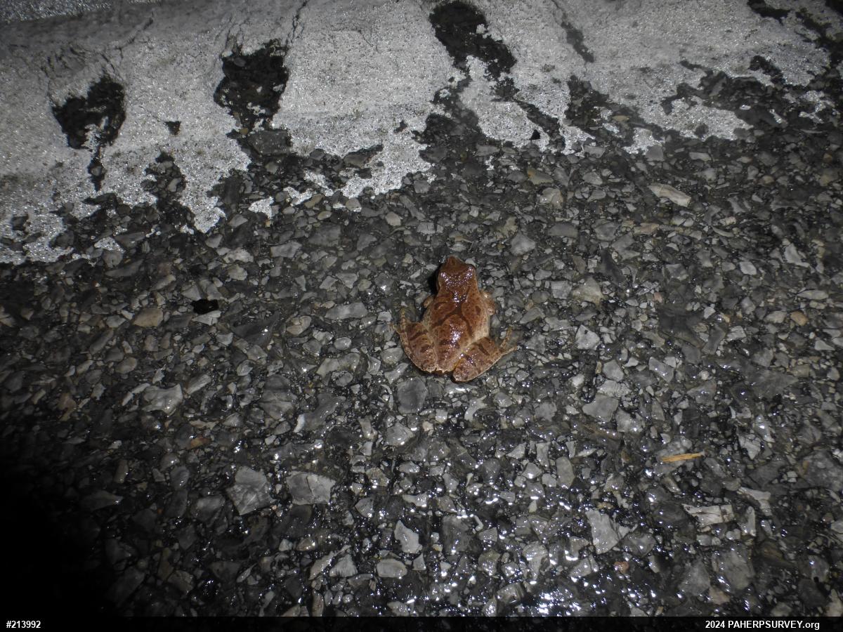 Spring Peeper