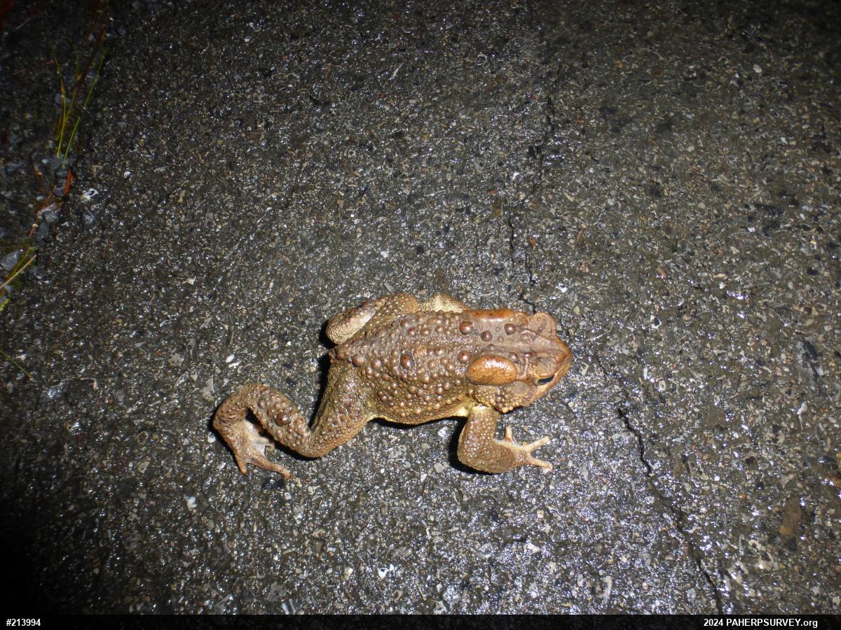 Eastern American Toad