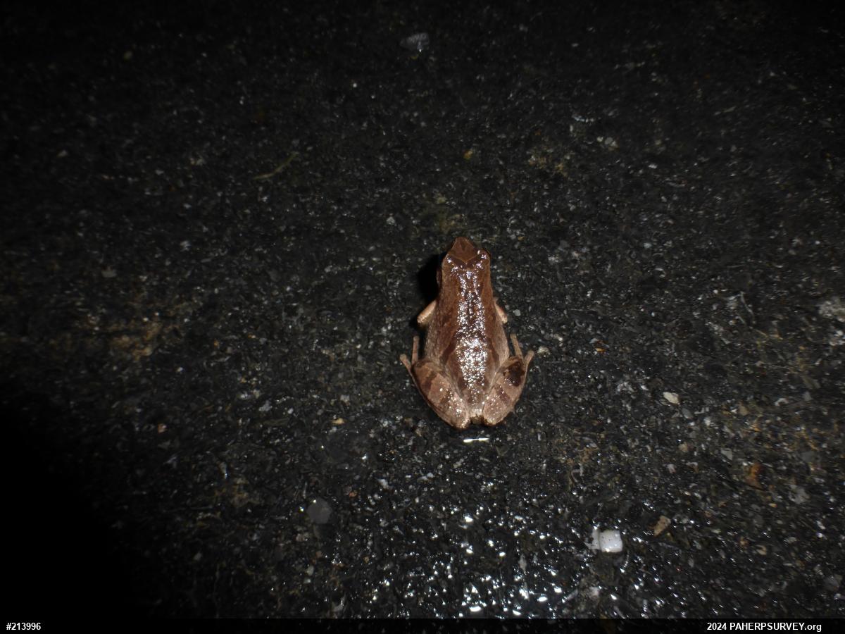 Spring Peeper