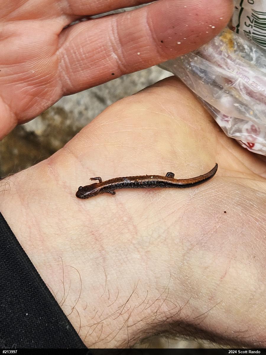 Eastern Red-backed  Salamander
