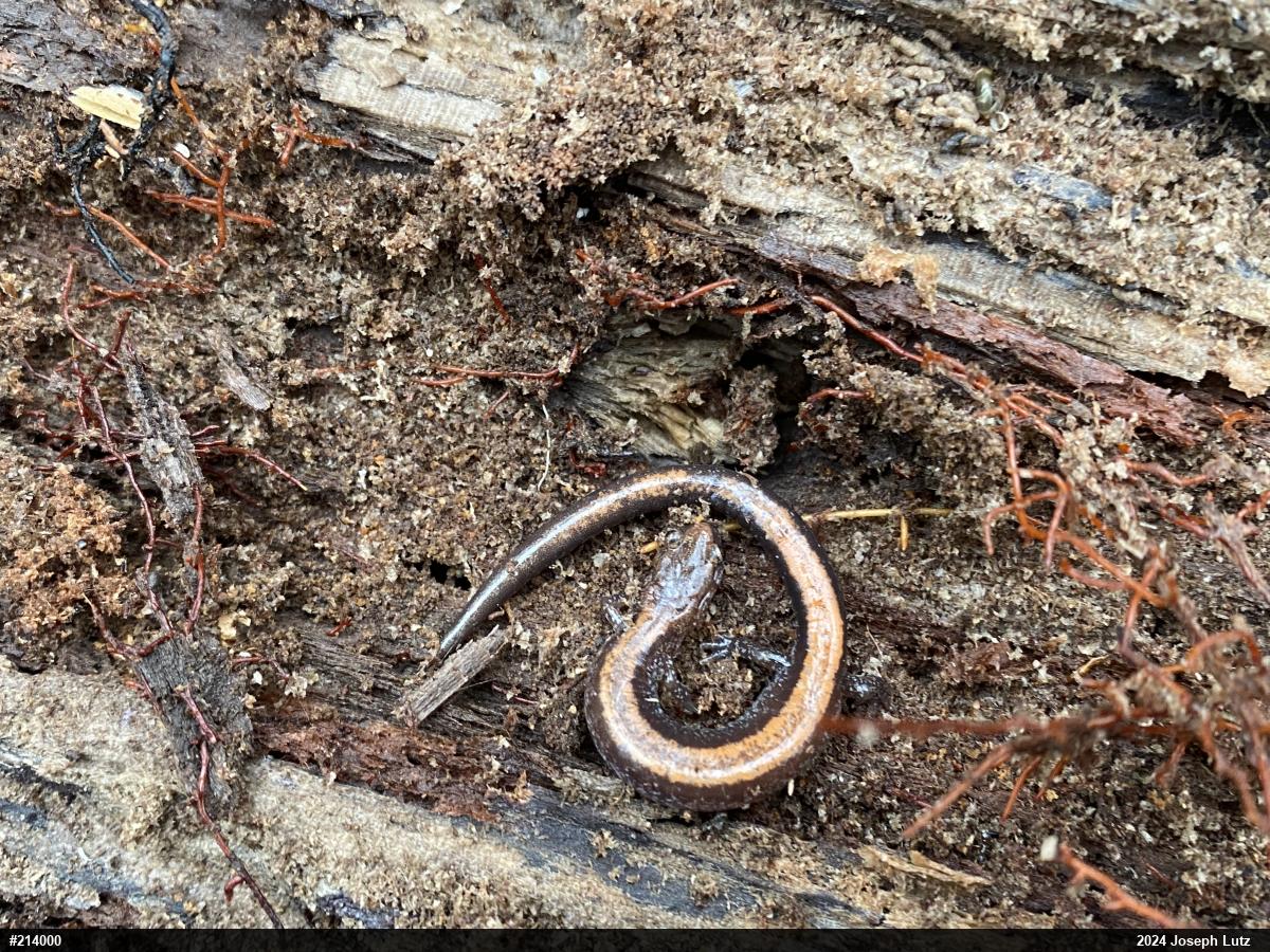 Eastern Red-backed  Salamander