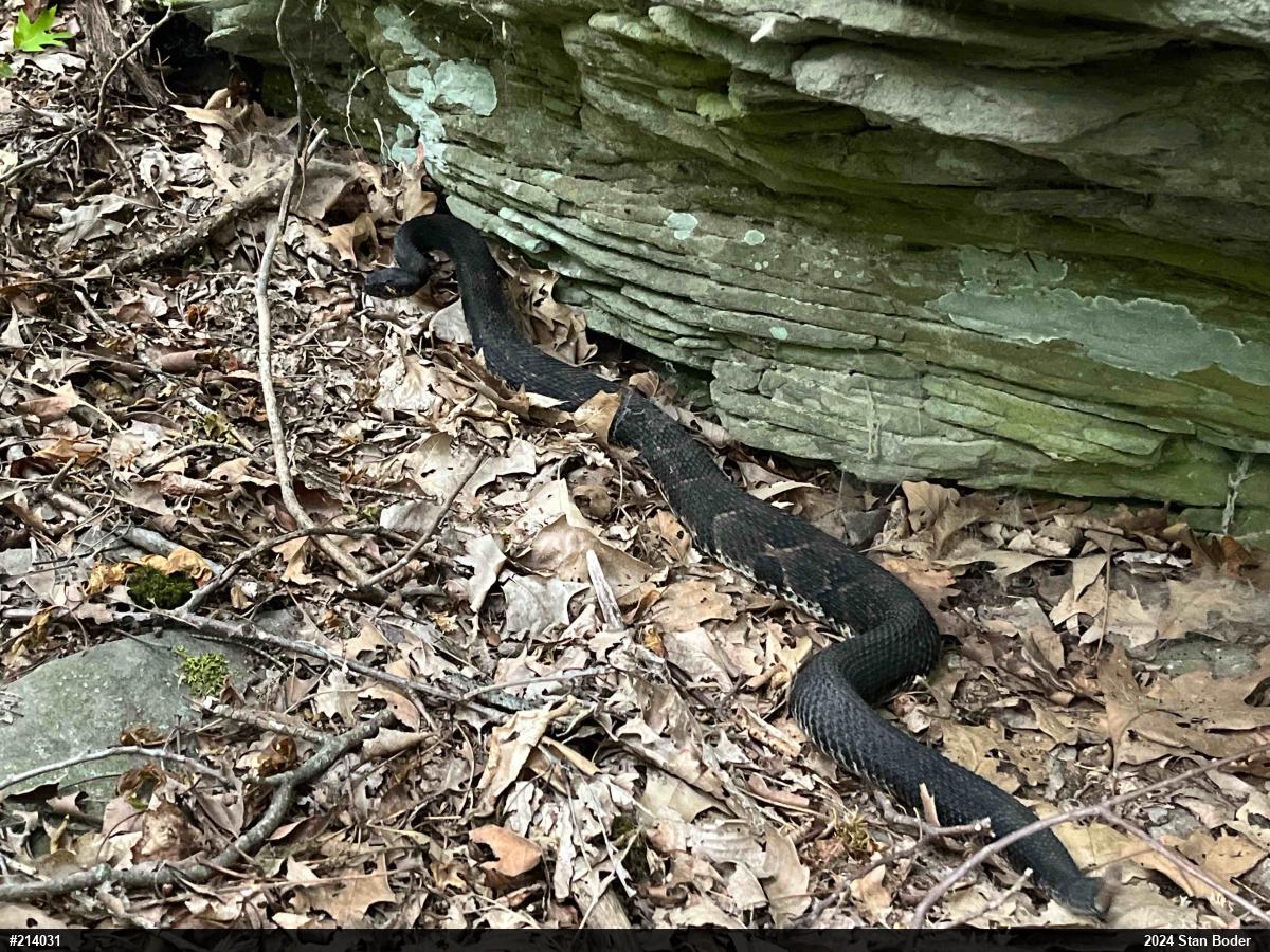 Timber Rattlesnake