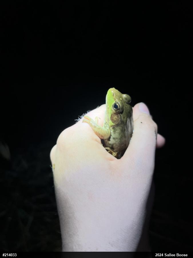 Green Frog