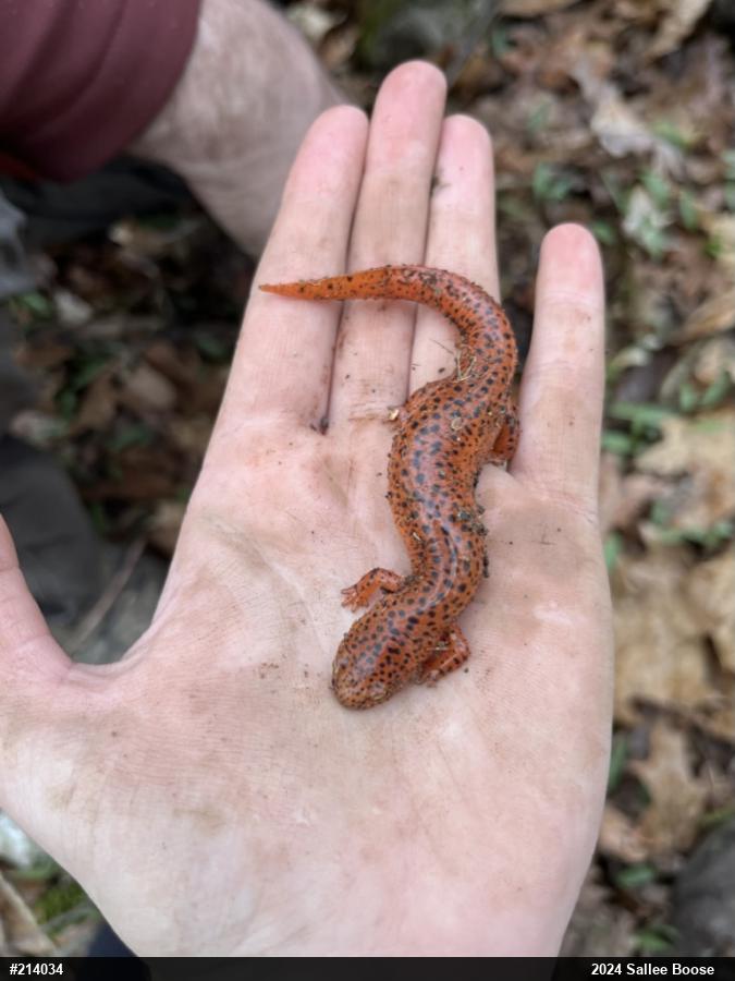 Northern Red Salamander