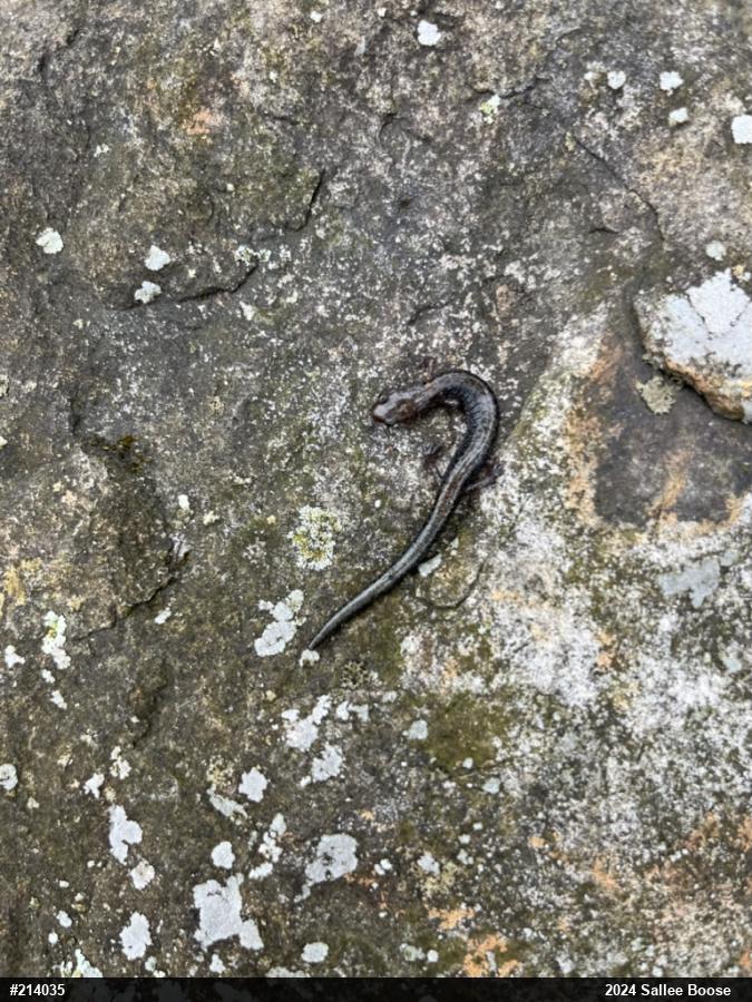 Eastern Red-backed  Salamander