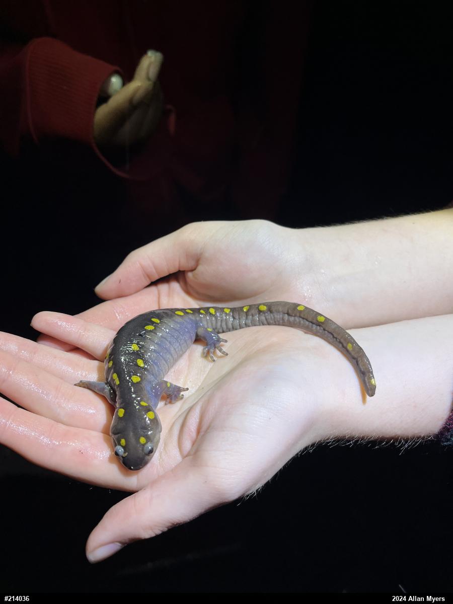 Spotted Salamander