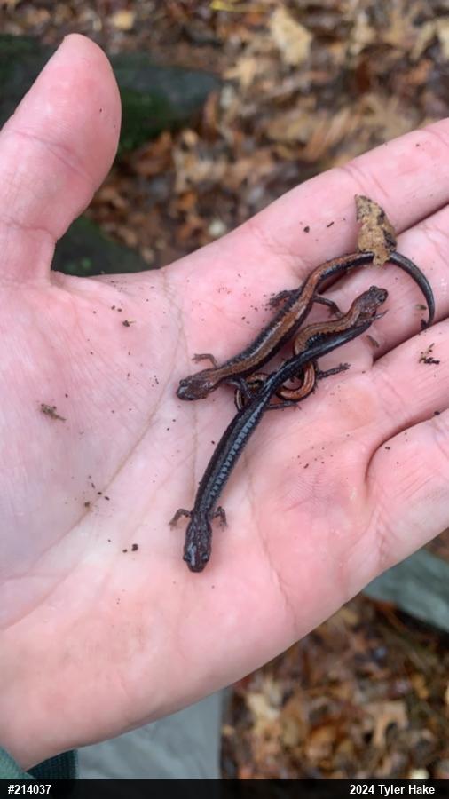 Eastern Red-backed  Salamander