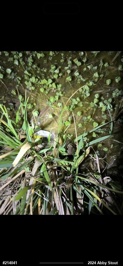 Spring Peeper