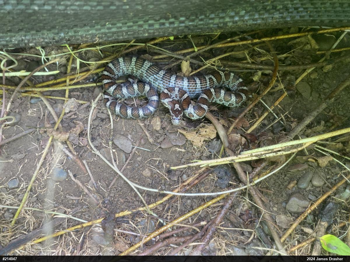 Eastern Milksnake