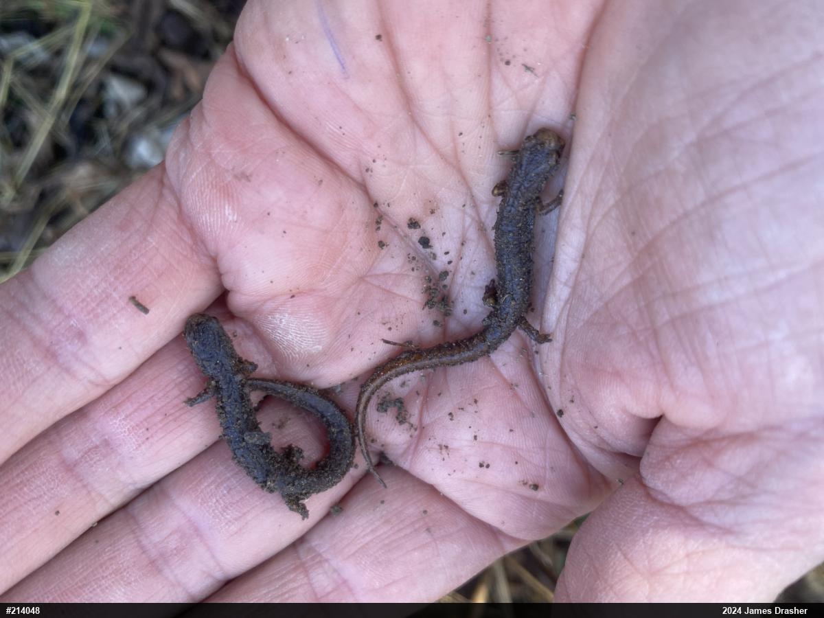 Four-toed Salamander