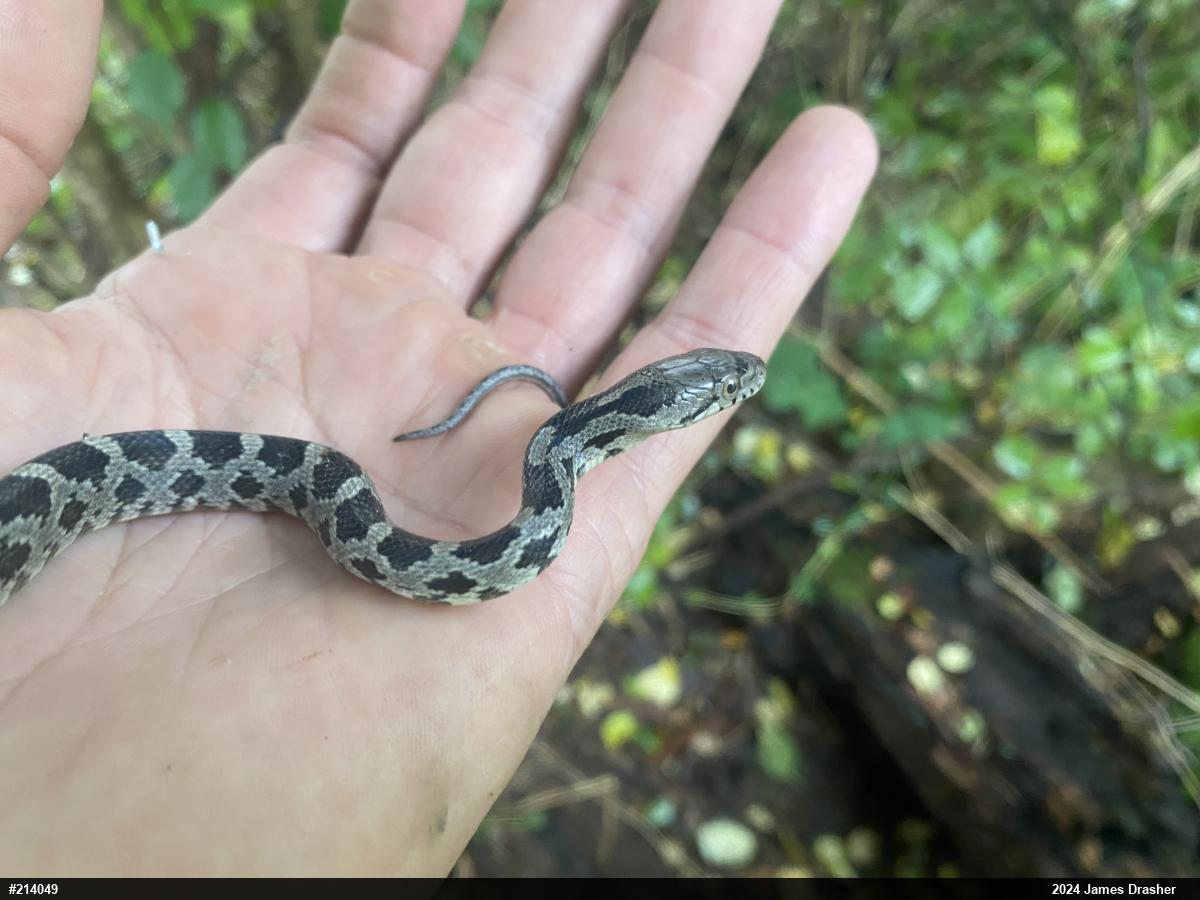Eastern Ratsnake