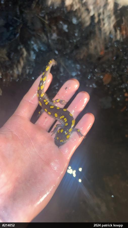 Spotted Salamander