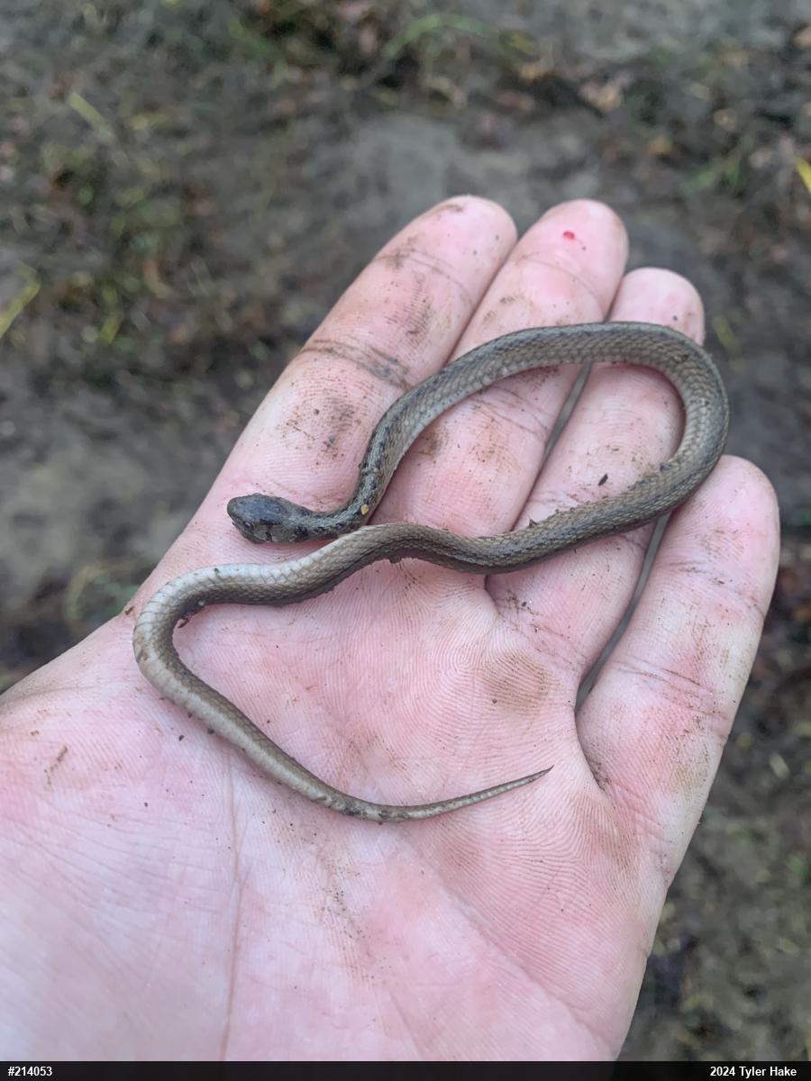 Dekay's Brownsnake