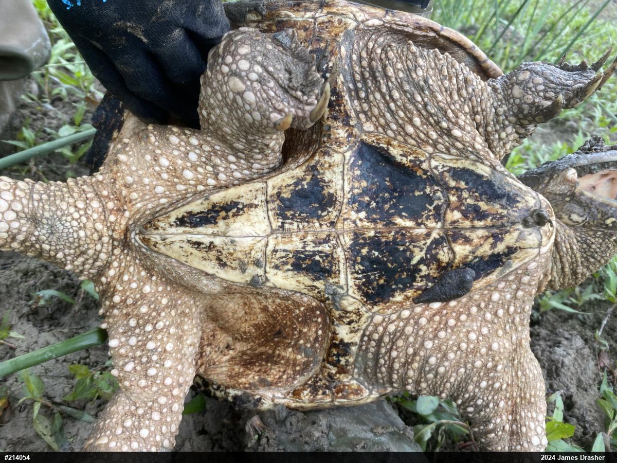 Snapping Turtle
