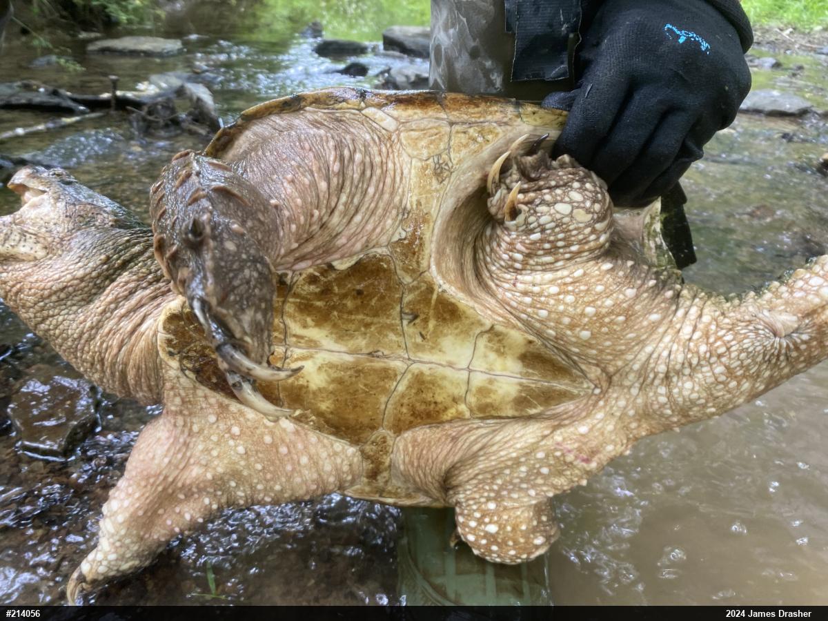 Snapping Turtle