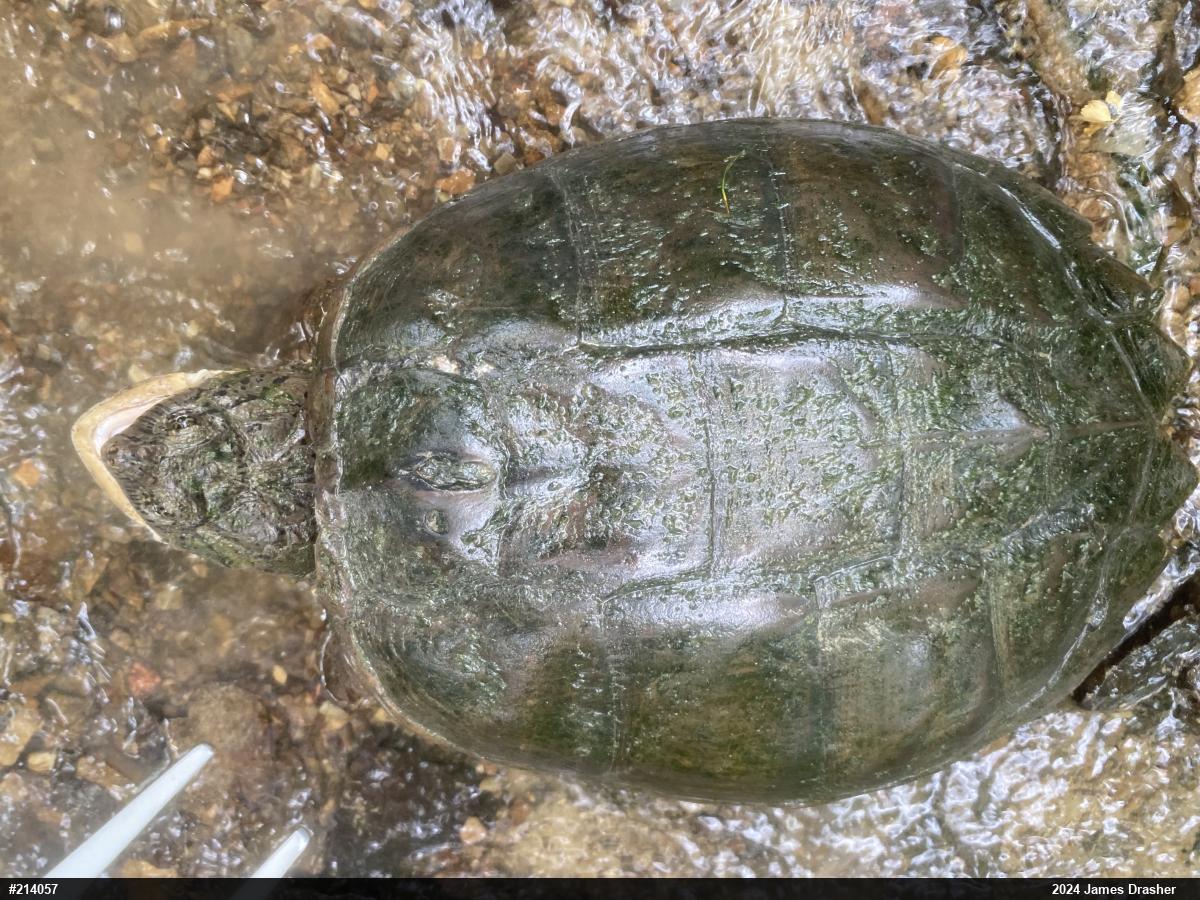 Snapping Turtle