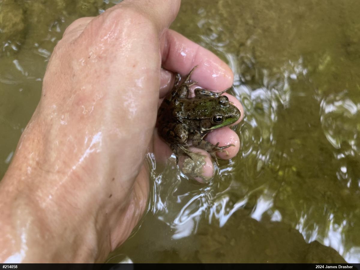 Green Frog