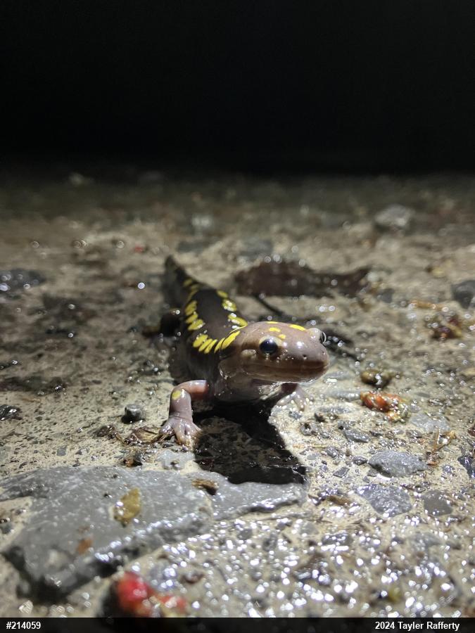 Spotted Salamander