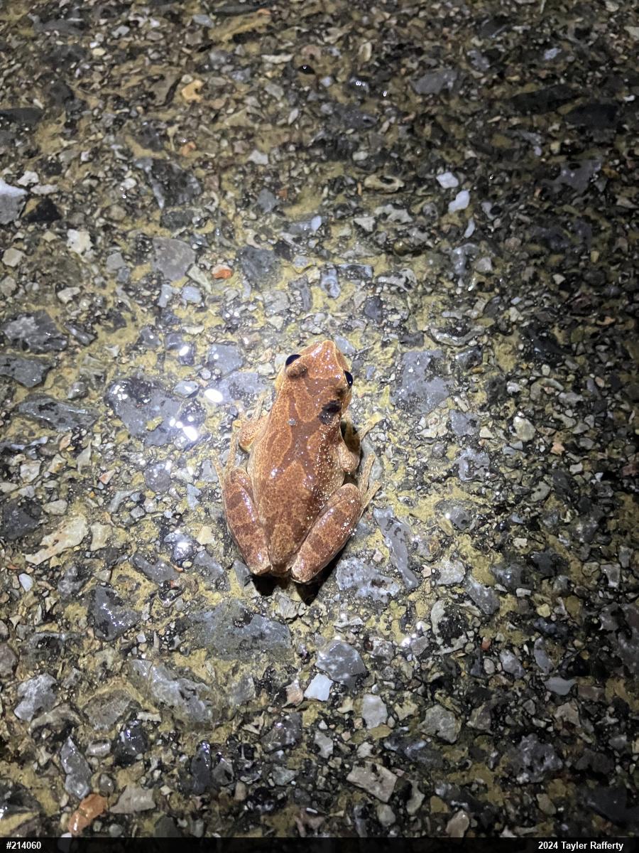 Spring Peeper