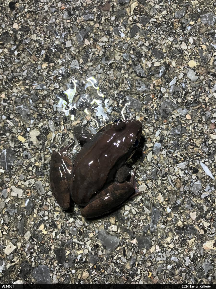 Wood Frog