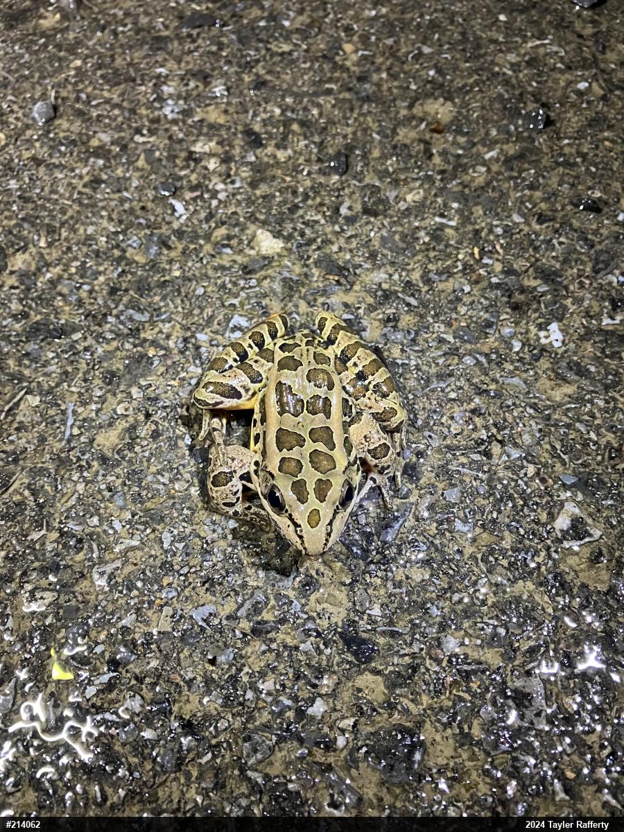 Pickerel Frog