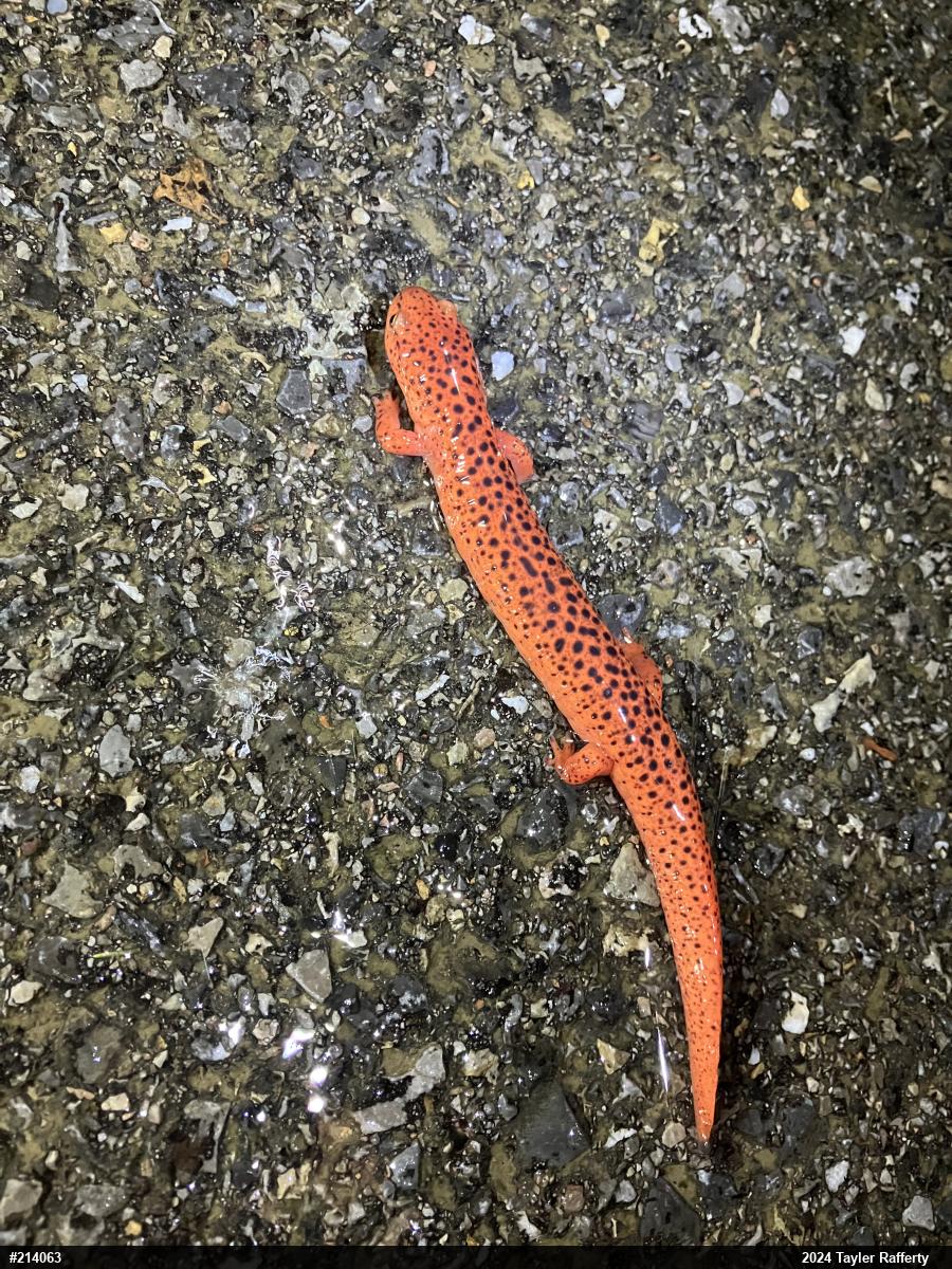 Northern Red Salamander