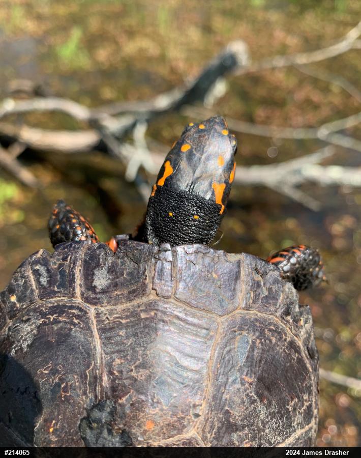 Spotted Turtle