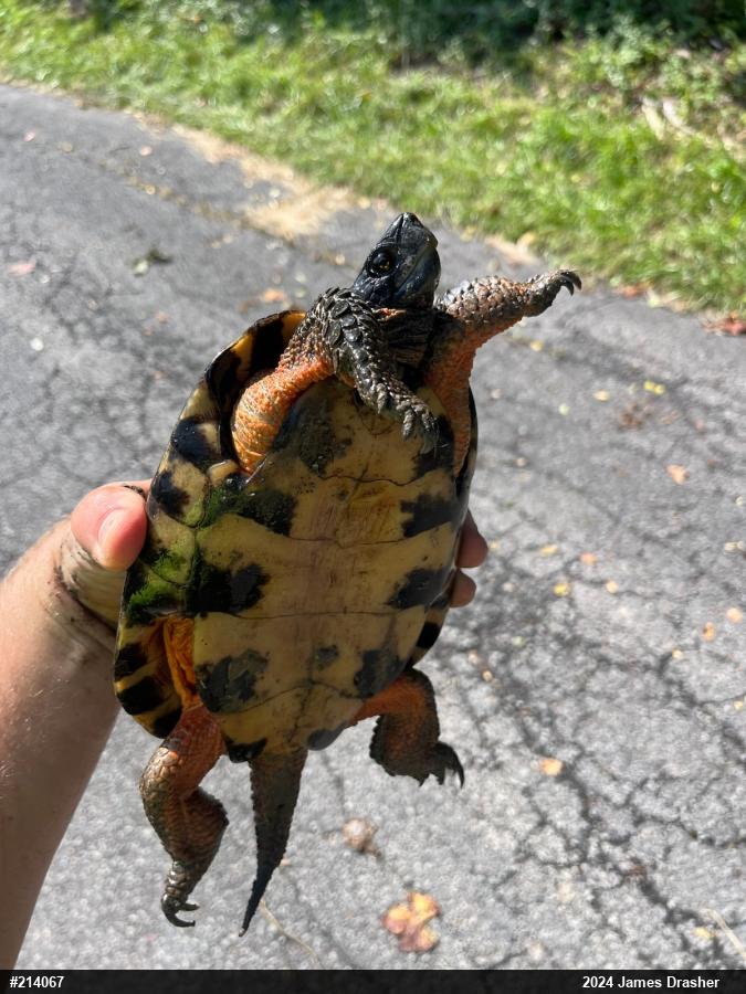 Wood Turtle