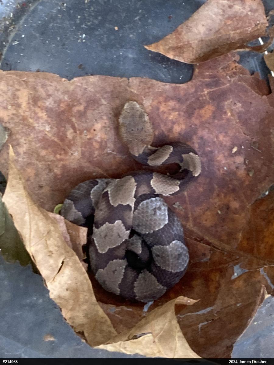 Northern Copperhead