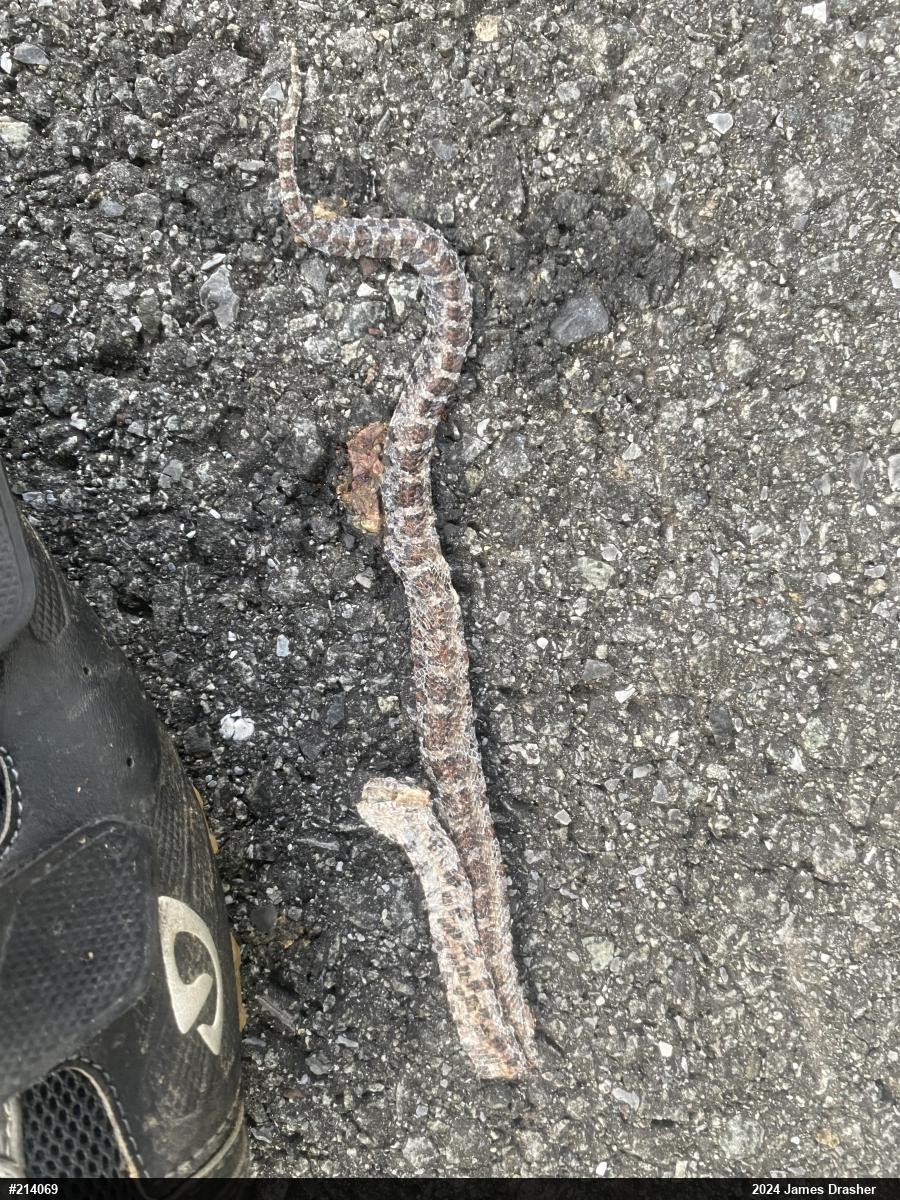 Eastern Milksnake