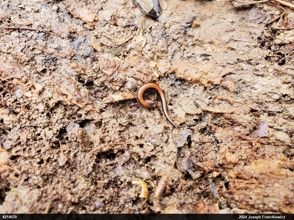 Eastern Red-backed  Salamander