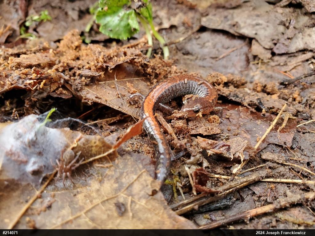Eastern Red-backed  Salamander