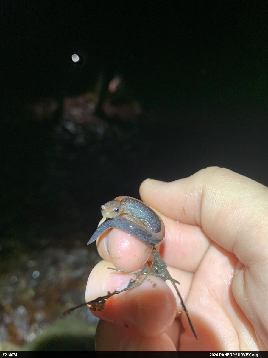 Eastern Red-backed  Salamander