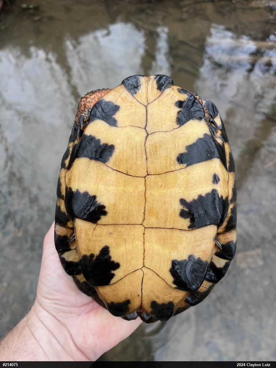 Wood Turtle