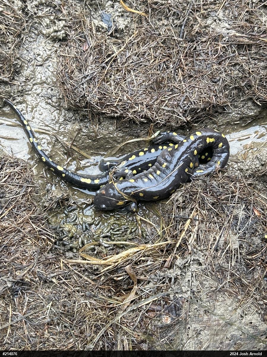 Spotted Salamander