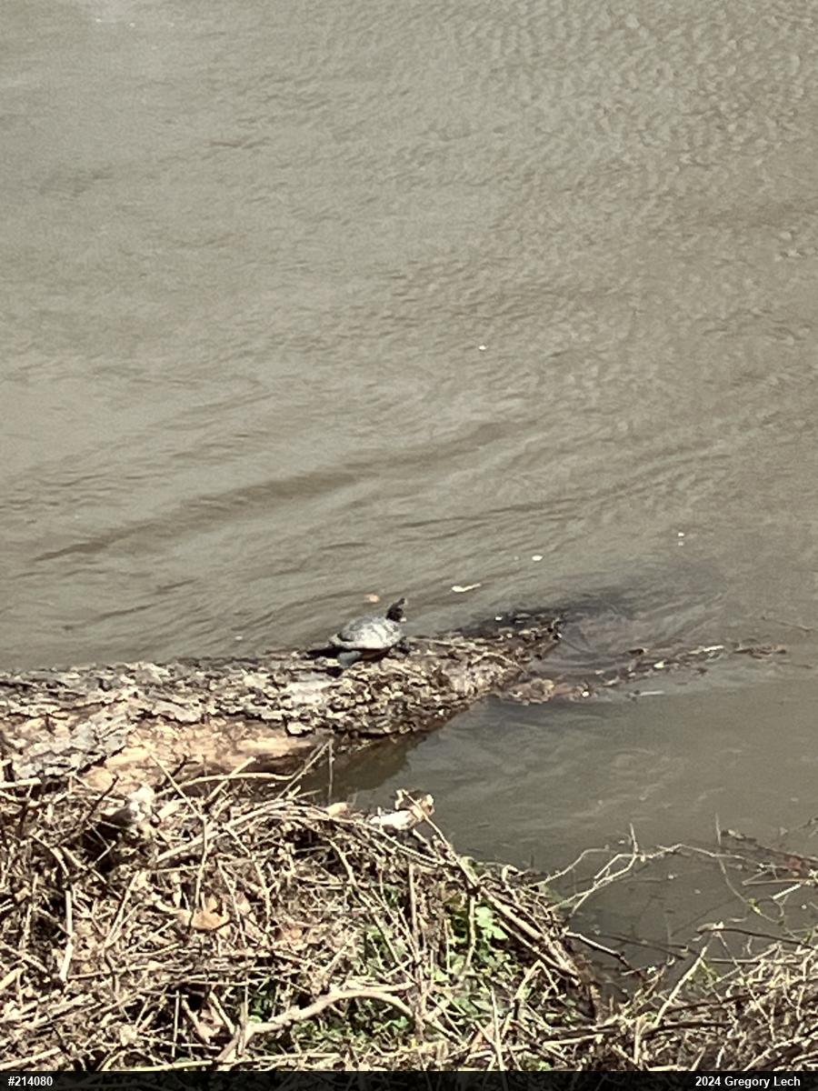 Red-eared Slider