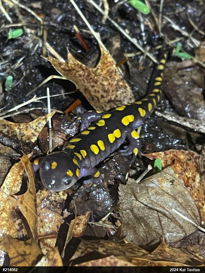 Spotted Salamander