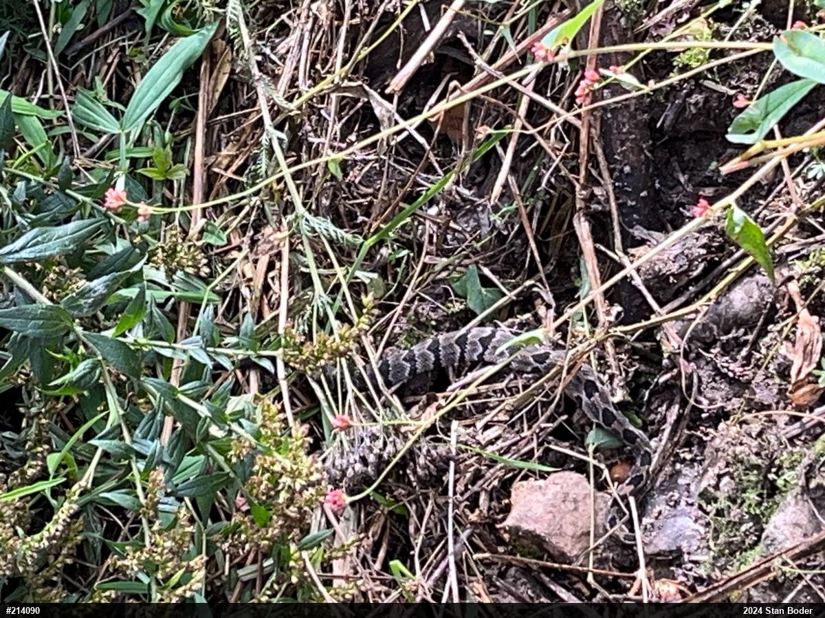 Timber Rattlesnake