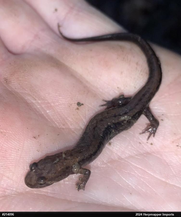 Allegheny Mountain Dusky Salamander