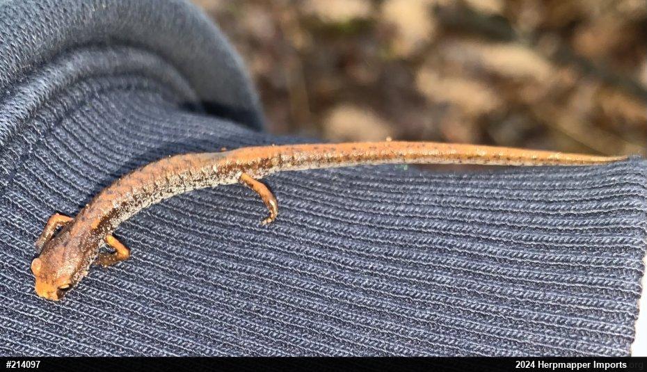 Four-toed Salamander