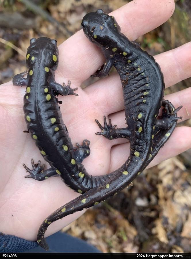 Spotted Salamander