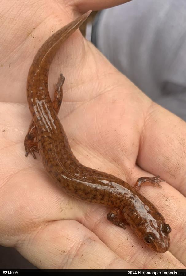 Northern Spring Salamander