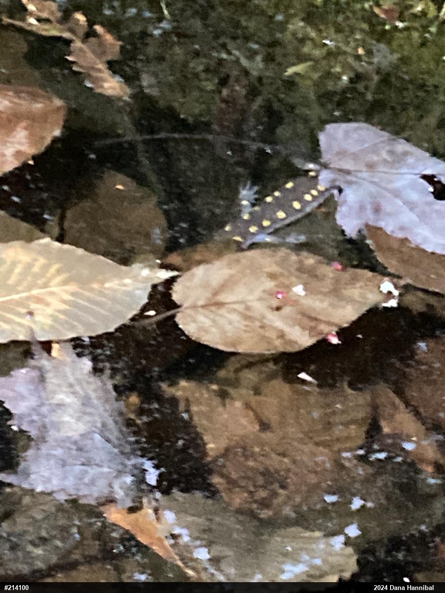 Spotted Salamander