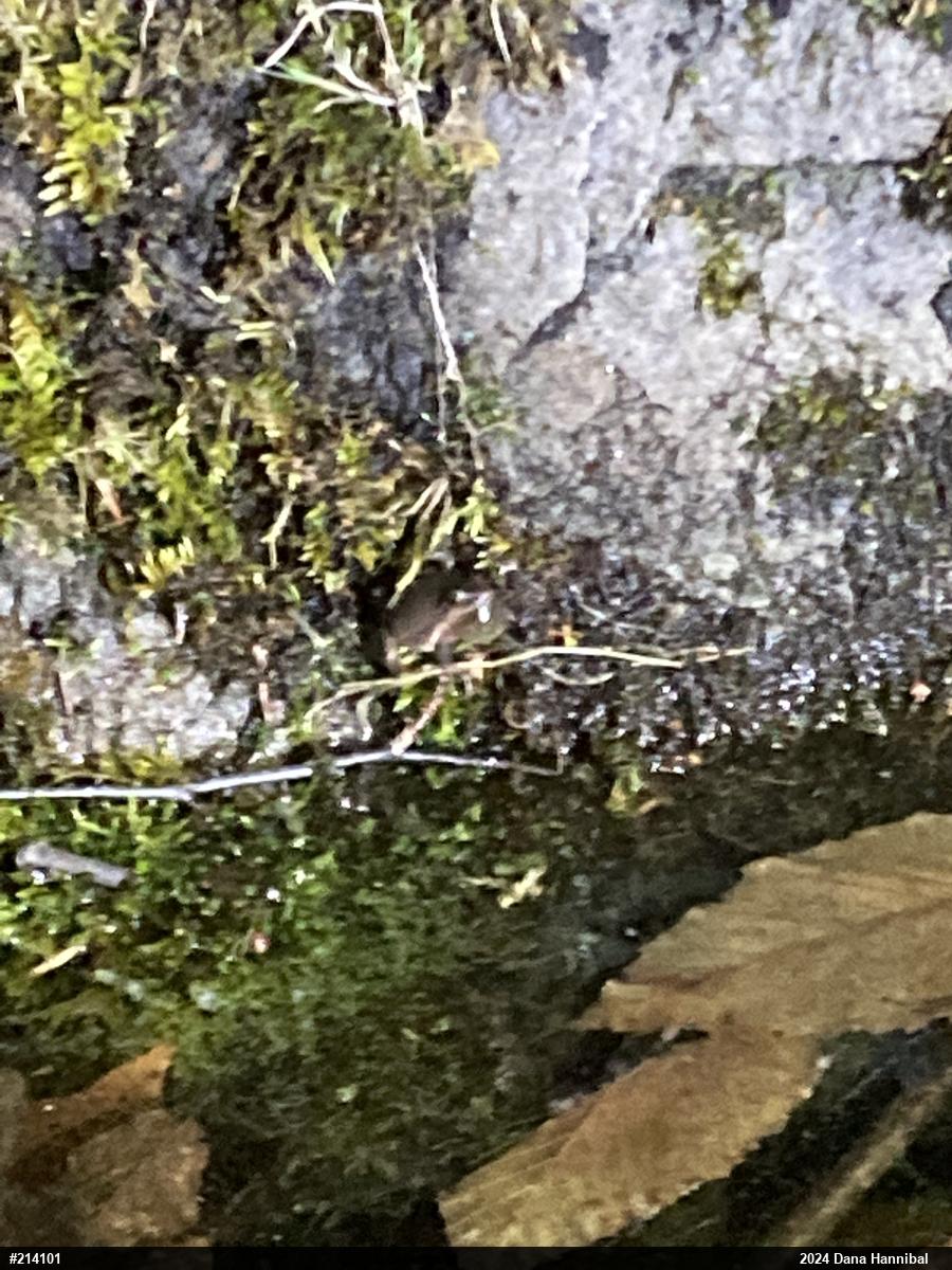 Spring Peeper