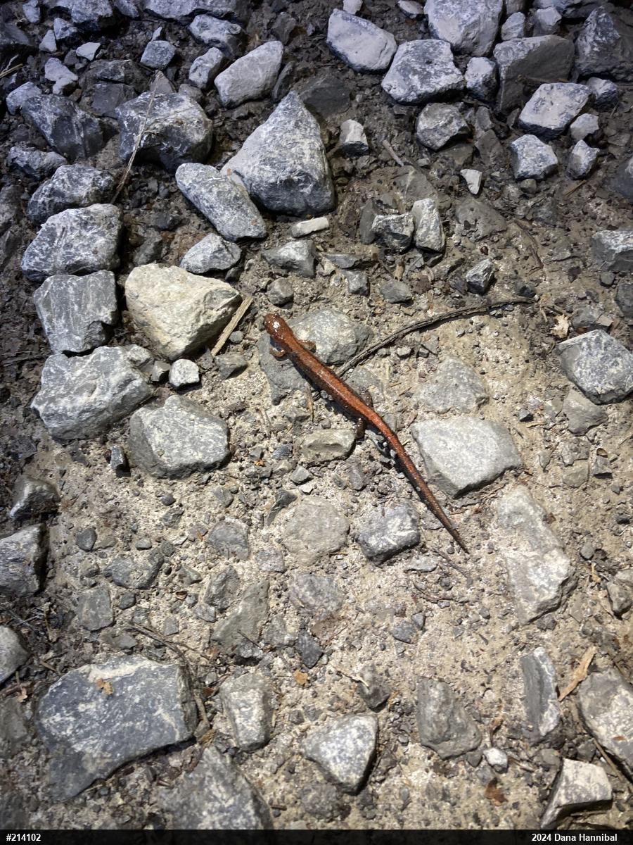 Eastern Red-backed  Salamander