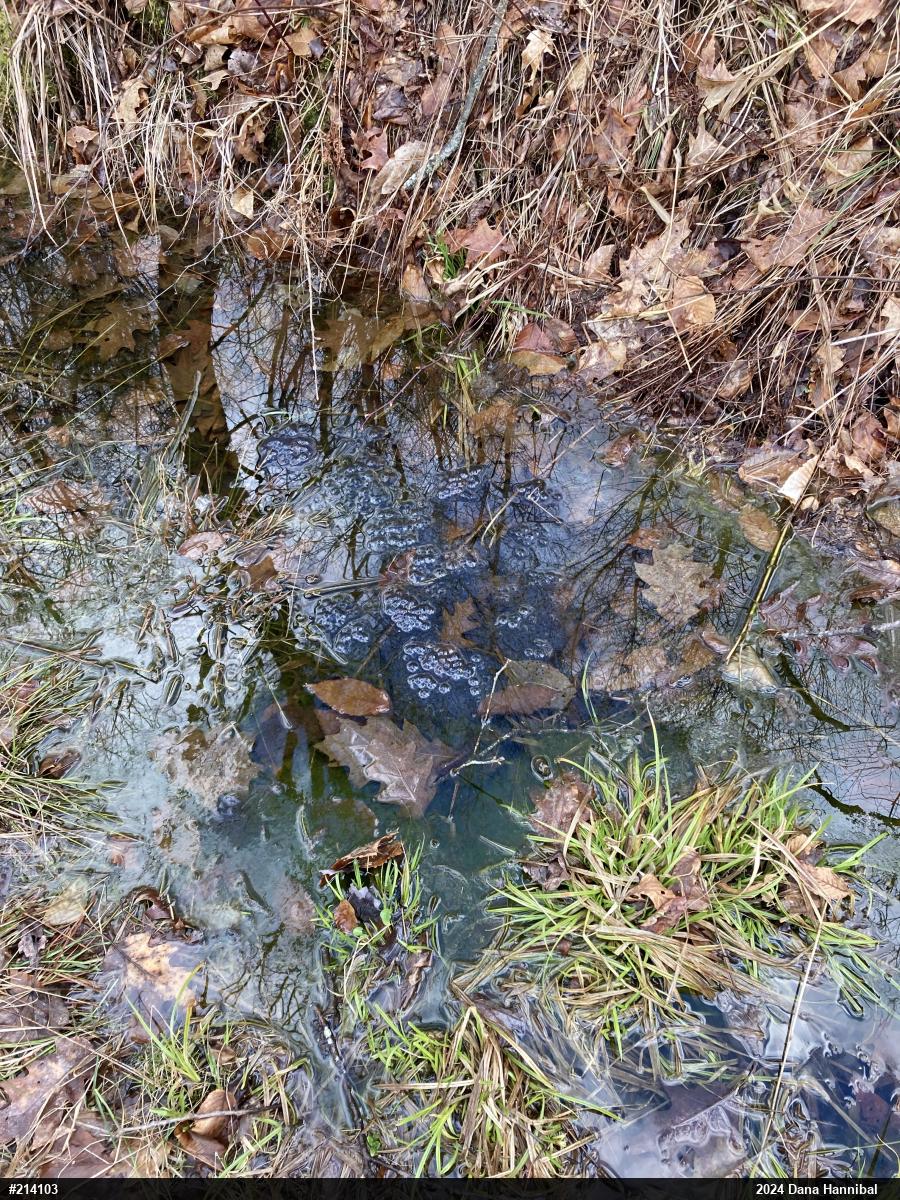 Wood Frog
