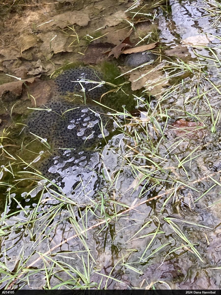 Spotted Salamander